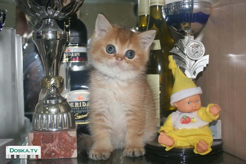 Британские котята, окрас серебристая и золотая шиншиллы с зеленными глазами.