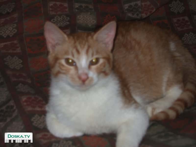 Отдам бесплатно в хорошие руки красивых ласковых котят-мальчиков (привитых, стерилизованных,