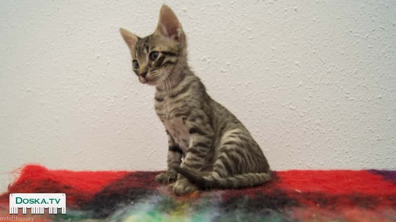 Два милых, домашних котенка (дата рождения 6 сентября) ищут любящий,