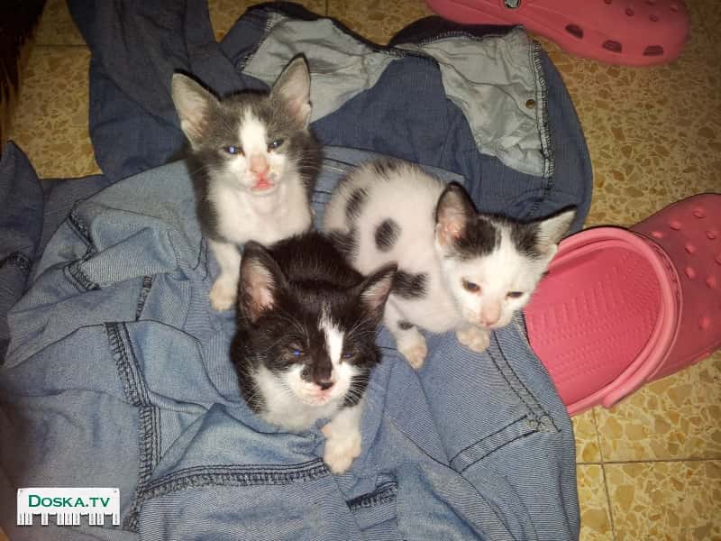 отдаю в добрые руки котят очень хорошие и умные