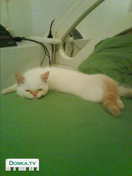 Очень красивый котик перс + сиам. 1год2мес. белый с кремовыми