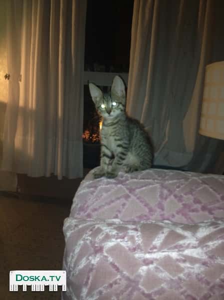 у меня есть маленькие котята , кто любит кошечек .