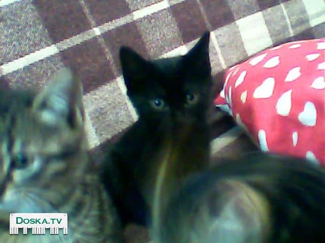 Прелестные, веселые, дружелюбные и воспитанные домашние котята ищут теплый дом.