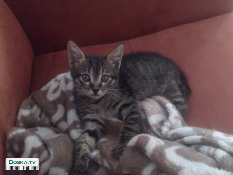 Маленький комок счастья ищет любящую семью и теплый дом. Девочка,