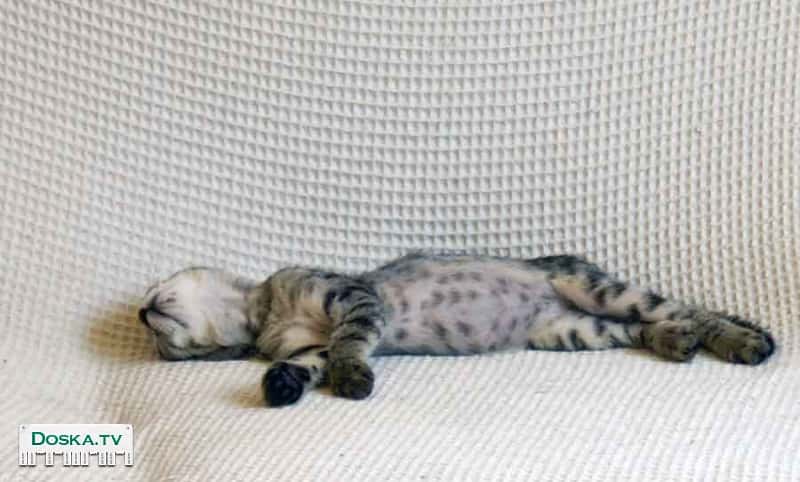 Котенок, 2 мес - ласковая и общительная девочка, ищет теплый