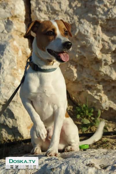 Красавец Джек Рассел терьер,окрас бело-коричневый ищет подругу для вязки