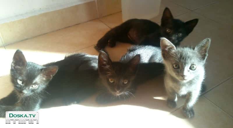 Милые котята, игривые и смышлёные, станут настоящей радостью в доме,