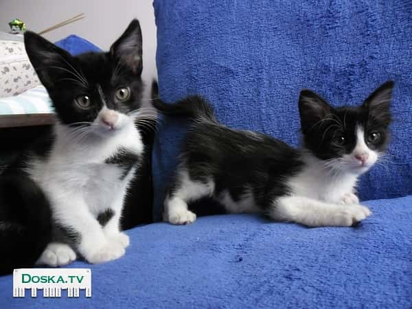 Отдам в хорошие руки двух котят в возрасте полтора-два месяца.