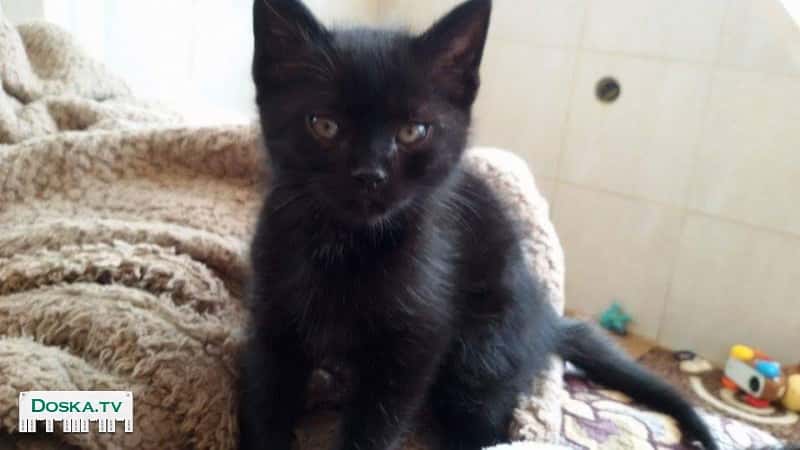 Отдается.. малыш 3 месяца. Приучена к лотку и сухому корму.