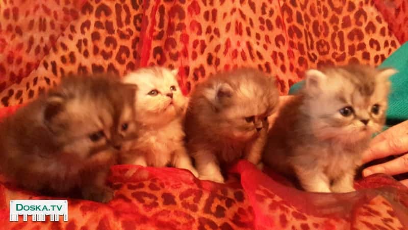 Продаются котята персидской шиншилы.лариса.0546960155