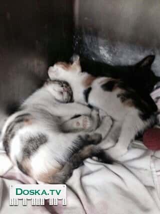 Ищем теплый дом двум сестричкам бандиткам с пропеллером турбо. Очень