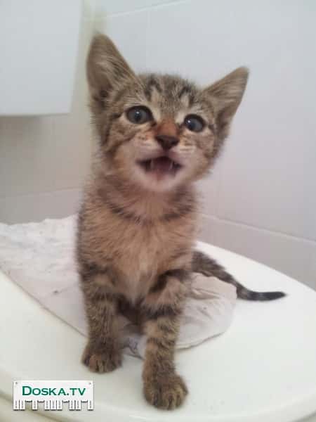 Ласковая и общительная девочка ищет теплый дом и заботливых ответственных