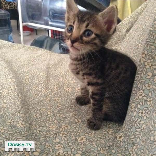 Отдам в хорошие и ответственные руки маленьких котят.