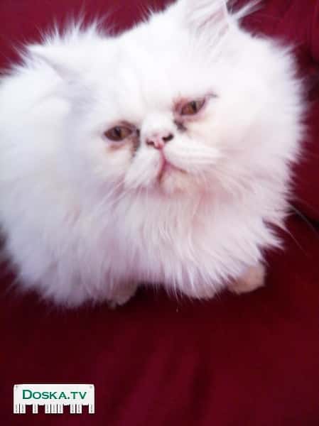 Дам бесплатно белого кота и кошечку, кошке 6 месяцев, коту