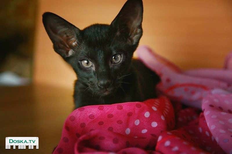 Отдам в добрые руки игривого и ласкового домашнего котенка-подростка Пашу.