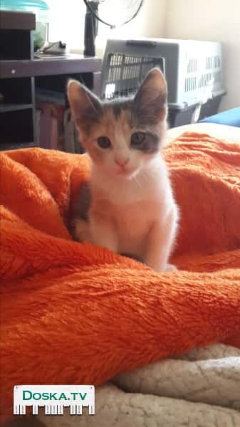 Красивые ухоженные домашние котятки ищут тёплый дом и любящих родителей!!!