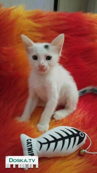 Трое замечательных котят: Коля Басков, Потапчик и Булочка ищут дом.