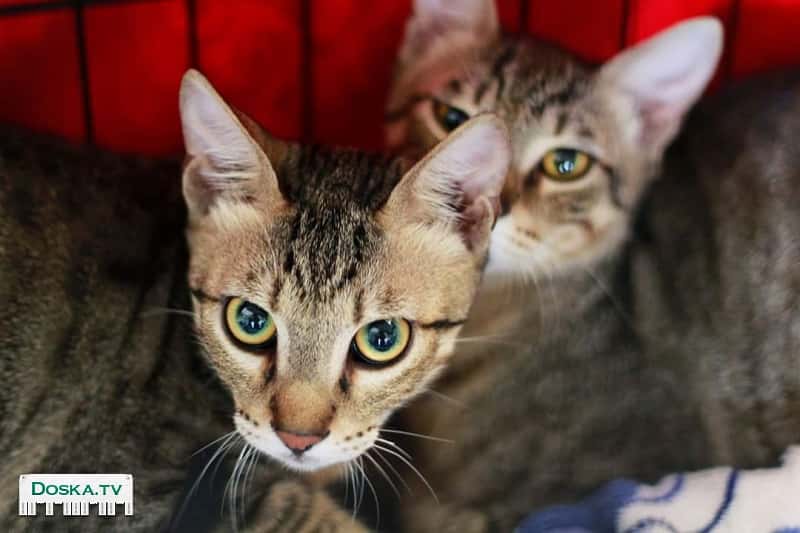 Два замечательных брата 8 месяцев Гаврюша и Андрюша в добрые