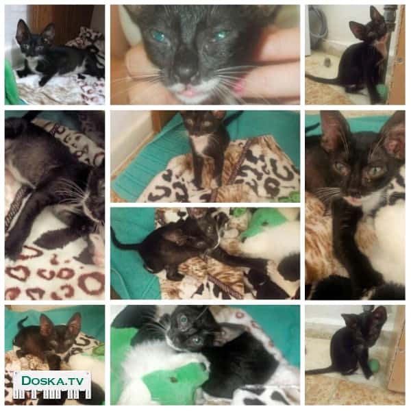 Ищу хороший дом и добрые руки для кошечке ей 2