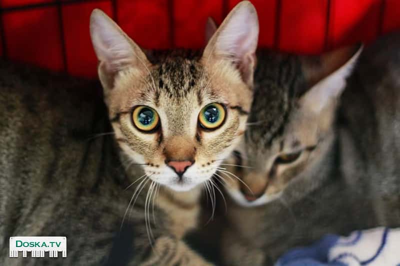 Два замечательных ласковых, добрых, веселых и воспитаных брата в добрые