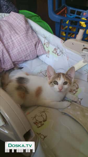 Сладкая кошечка, возраст 1.5 месяца, самостоятельная, игривая, ищет теплый дом.