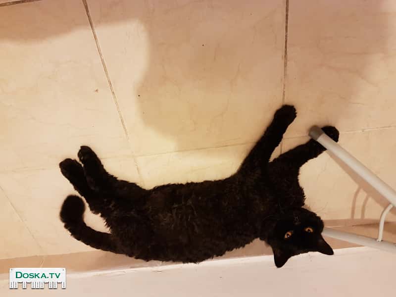 Мальчик перс ищет девочку для встреч.