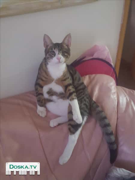 Отдам в добрые руки кошечку. Желательно в дом без маленьких