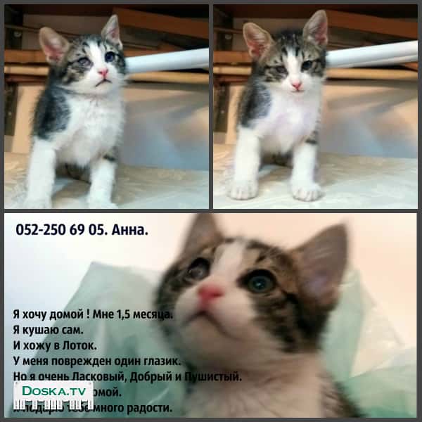 Отдам двух Котят в хорошие руки, в взрасти 1,5 месяца.