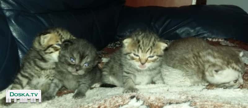 Милые малыши британцы на продажу. Окрас: мраморный и золотая шиншила.