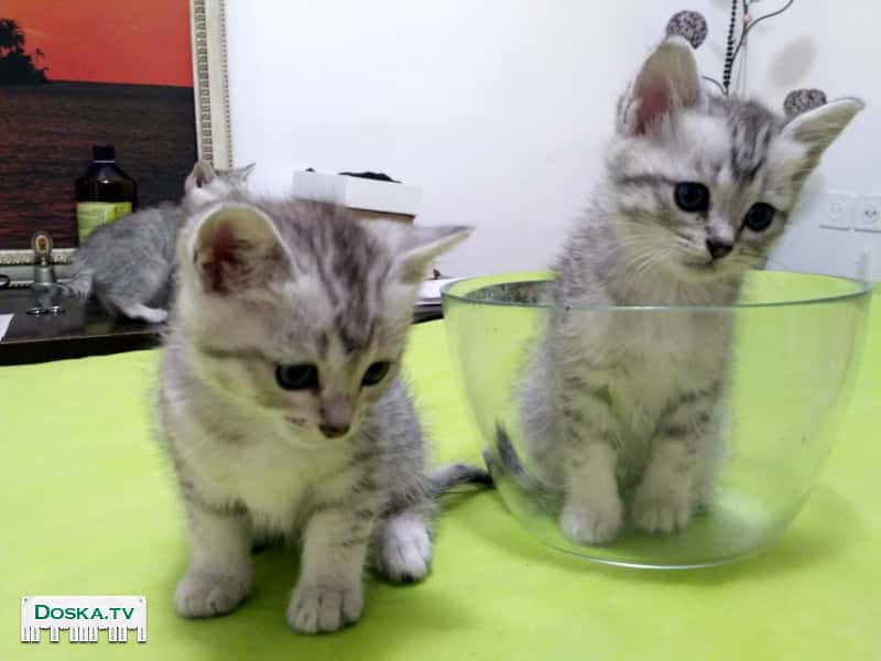 Продаю синеглазых сладких котят возвраст-2 месяца.Папа британец мама сиамская.Живем в