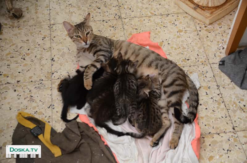 Отдам в добрые руки домашнюю кошку, возраст 1 год 5