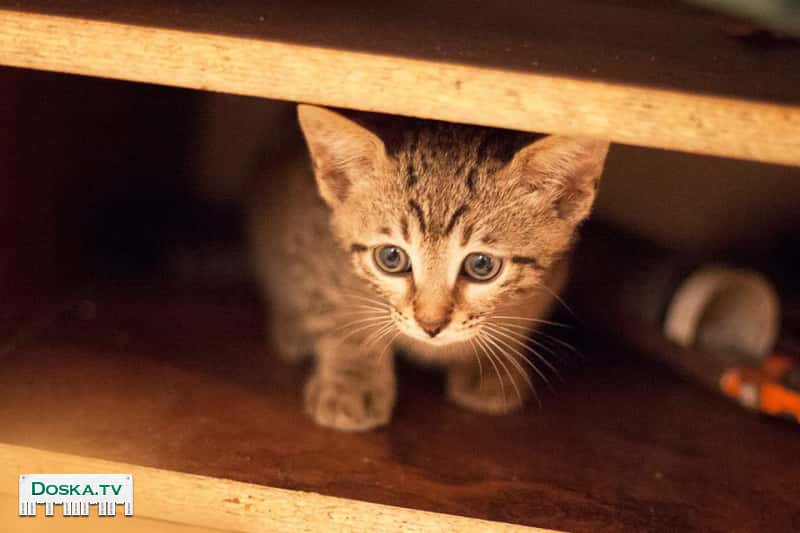 Котята. Бесплатно. Приезжайте!