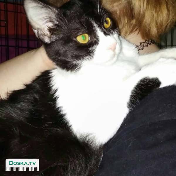 Прекрасный котик. Я бы сказала.. классический котик.. Ласковый мурчащий.