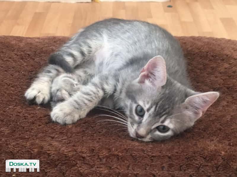 Отдам котят бесплатно в добрые руки! Славные и ласковые котята