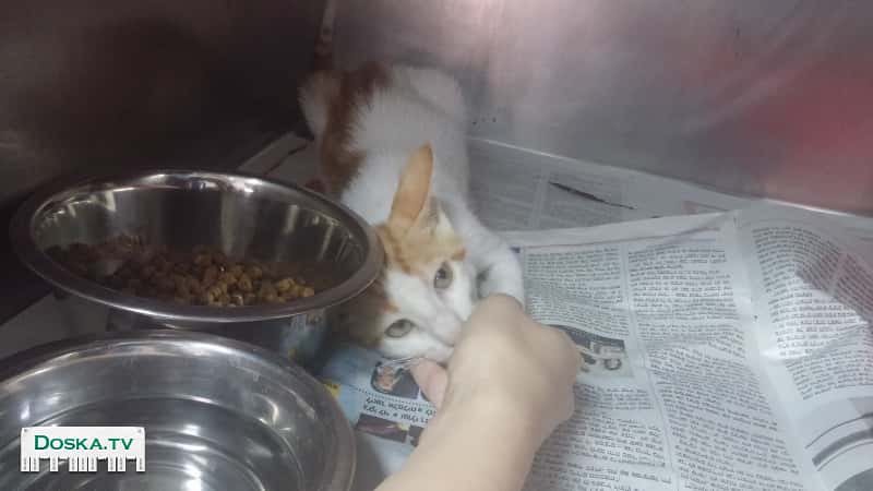 Очень срочно всем на заметку! Обаятельный и игривый Имбирчик ищет