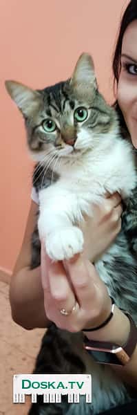 В связи с переездом. Отдам 3х котов. Домашние. К лотку