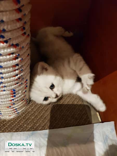 Продаются шотландские вислоухие котята! Скоттиш фолд и скоттиш страйт! Породистые