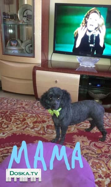 Щенки для продажи, пудели черного цвета, возраст 2 месяца. С