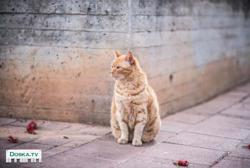 Замечательный рыжий мальчик, нежнейший и добрейший котик, воспитанный и аккуратный,
