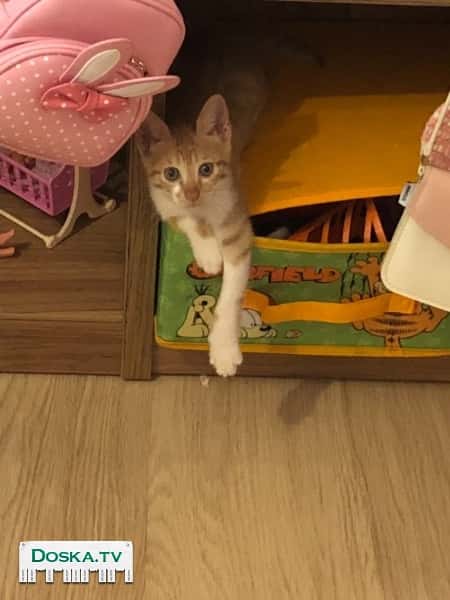 Такой вот рыжик, мальчик! Ему 3,5 мес. Очень игрив, ласковый,