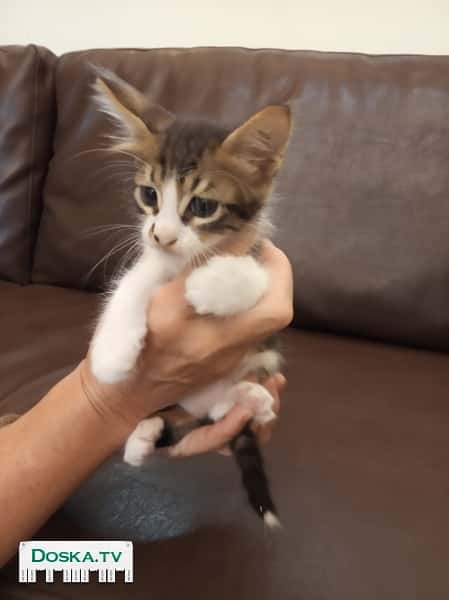 Отдаем в хорошие руки двух прелестных, весёлых, красивых ,пушистых замечательных