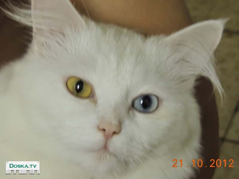 Предлагаю красавца кота для спаривания, порода, турецкая ангора. Белый пушистый,