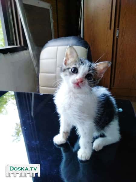 Отдадим котенка в добрые руки. Очень ласковая и ручная. Нуждается