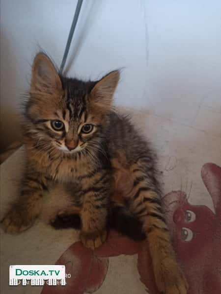 Котята в хорошие руки. Кушают сухой корм очень красивые и