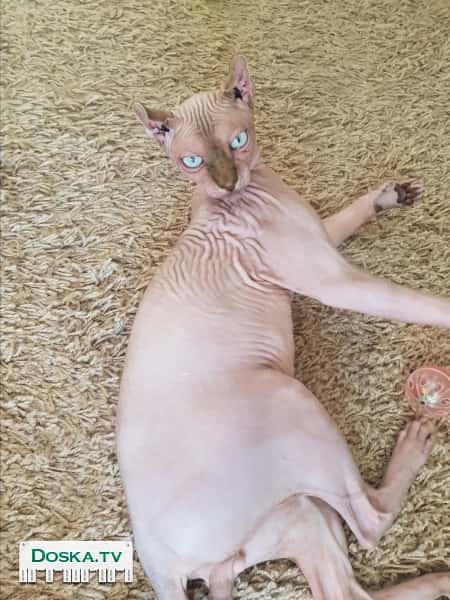 Эльф мальчик,ищет девочку,для продолжения рода.