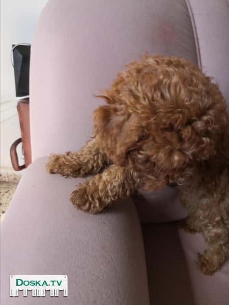 Продаются щенки пудель мальчики и девочки