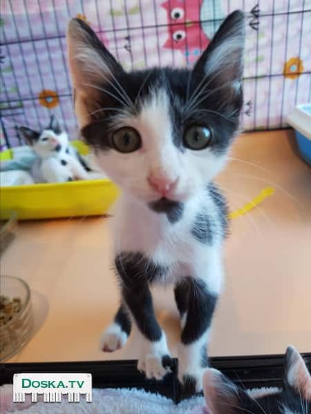 Ласковая кошечка Мики 3.5 месяца ищет теплый дом, любящих и