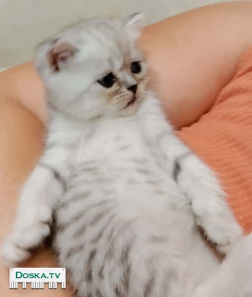 Продаются шотландские котята 4мальчишки цвета чёрненький, серо-персиковый, серо-галубой и две