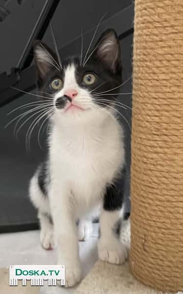 Черно-белая девочка, с черным пятном на носу, почти 2.5 месяца