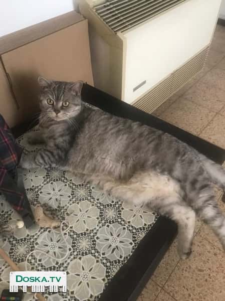 В связи с срочным переездом отдаём в хорошие руки нашего